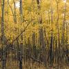 A grove of very young aspens