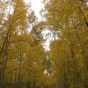 Walking through the tall trees