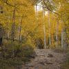 A rocky road through the woods
