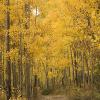 Very very yellow