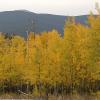A wall of yellow!