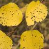 Yellow leaves on a little tree