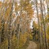 The road through the forest