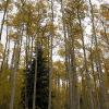 Tall trees and grey skies