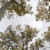 Looking up at a yellow sky
