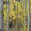 White bark and yellow leaves