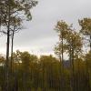 Fantastic aspen even as the sky darkens