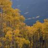 Aspens near and far