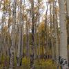 Even more trees!