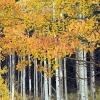A tiny bit of orange in the yellow