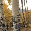 Scarred aspen bark
