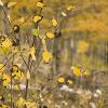 Yellow yellow everywhere