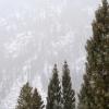 13 December - Pine trees in a blizzard in Rocky Mountain National Park.