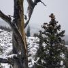 A lovely old tree crowns the cliff