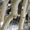 Apens in the snow
