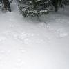 Lots of bunny tracks in the snow