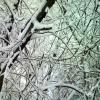 Frost on the branches