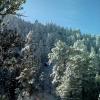 Snow covered Pine Trees