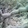Frost on the branches - yum!