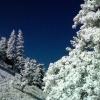 Snowy trees and hillsides