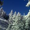 View of frosty trees