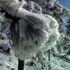 Frost and snow on Ponderosa Pines
