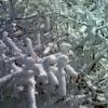 Frost on the brush
