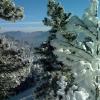 Sticky snow on the trees