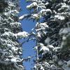 Snow on the pine trees