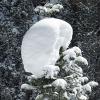 These big snow-globs were all over the trees up there