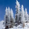 Snow caked trees just over the pass