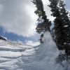 Windblown trees caked in deep snow