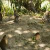Monkeys hang out in the shade
