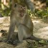 Monkey!!