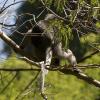 A Gibbon in a distant tree (these guys were more shy)