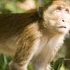Monkey!!
