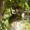 Monkey fight!