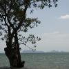 Mangroves on Railay West
