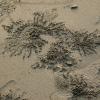 Crabs make incredible designs in the sand