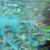 Tropical Fish!