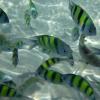 These fish were so cool