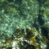 The floor of the sea is covered in shells