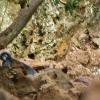 A gibbon swings by on the steep jungle path