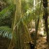 Weeks by the biggest jungle tree I've ever seen