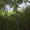 Hiking through the jungle