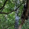 A Gibbon monkey ahead