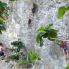 Monkeys dive-bombing climbers on the Diamond Cave Wall