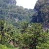 The jungle around Tonsai