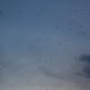 A cloud of bats streams out of the island at dusk