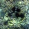 Sea Urchins - do not touch!